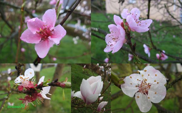 Fleurs-au-petit-matin.jpg