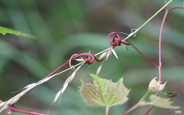 2-juin-2011--pivoines--seringat--vigne-044-a.jpg