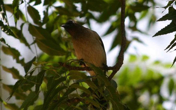 107-bulbul-des-jardins--Pycnonotus-barbatus--jpg