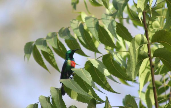 673-Souimanga-a-longue-queue--Nectarinia-pulchella--jpg