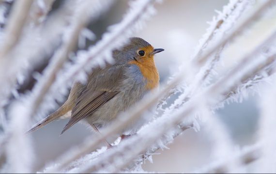 oiseau sous la neige