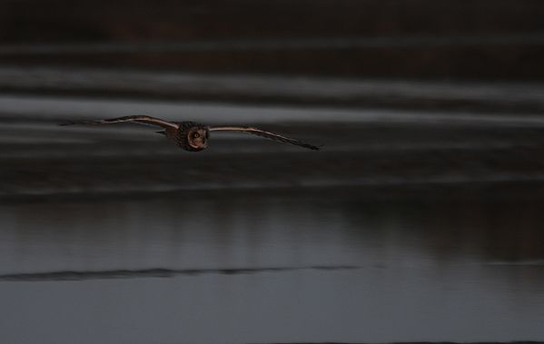 Hibou des marais Olivier VANNUCCI