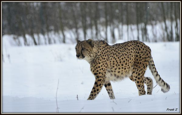 Walking Cheeta