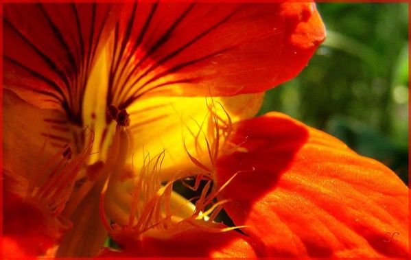 fleur jaune,orange,15