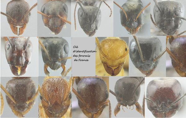 cle identification fourmis