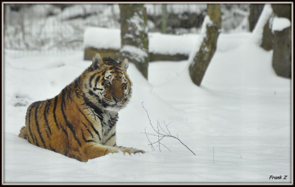 Tigre de Siberie