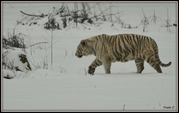 Walking White Tiger