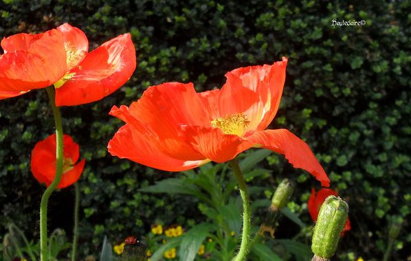 coquelicot-3-copie-1.jpg