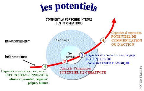 potentialis.gif