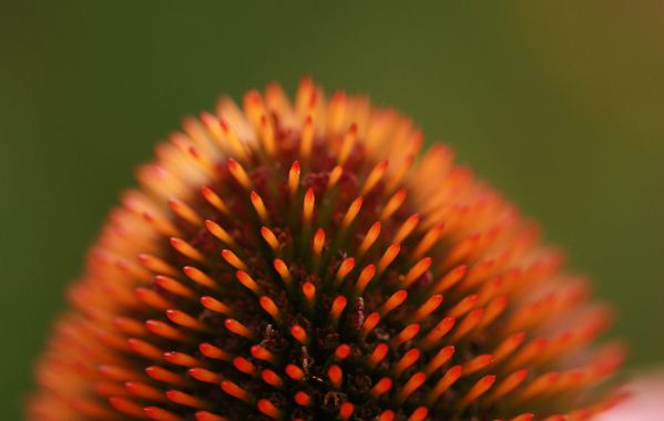 Rudbeckia001.jpg