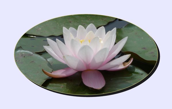 carte fleur 15