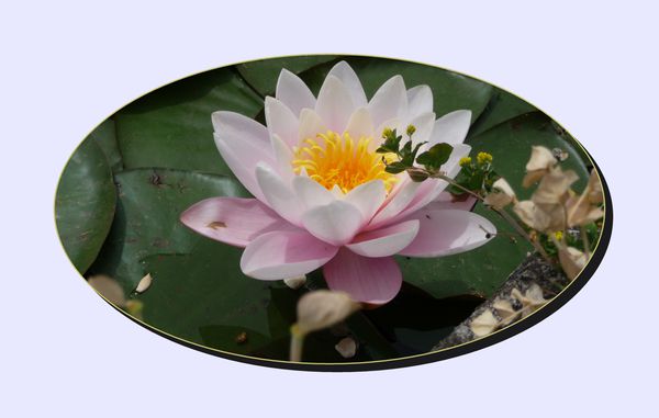 carte fleur 17