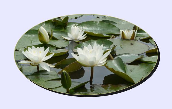 carte fleur 18