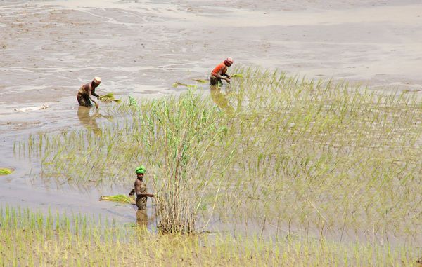 Madagascar, travail dans les rizières