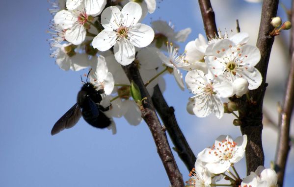 Abeille charpentière 887