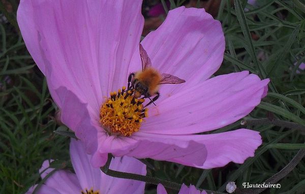 bourdon-rose.jpg