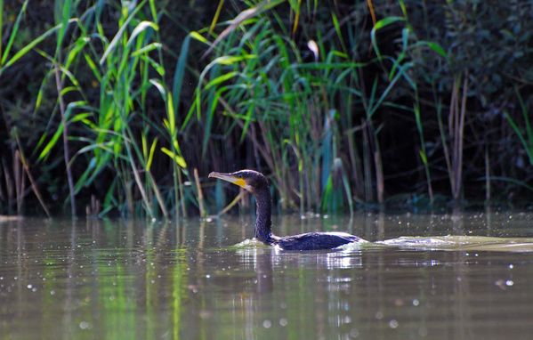 Grand-cormoran004.jpg