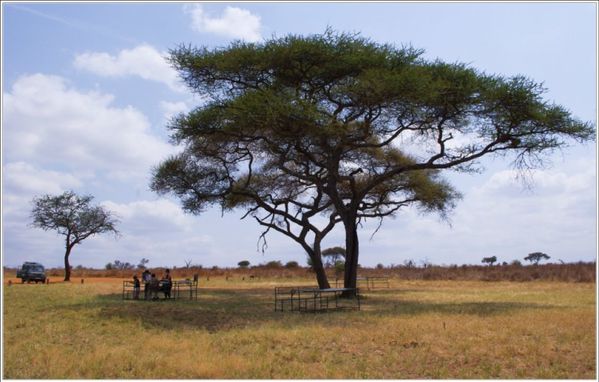 accacia parasol dans le parc du Tarangire