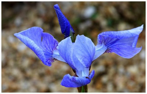 iris-bleu1.jpg