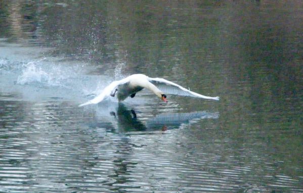 cygne-chasse-jeune-.jpg