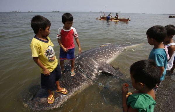 sem13sepb-Z19-requin-baleine-Manille-Philippines.jpg