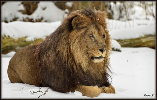 Lion dans la neige