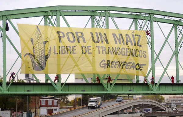 sem11deca-Z1-Greenpeace-mais-transgenique-Mexico.jpg