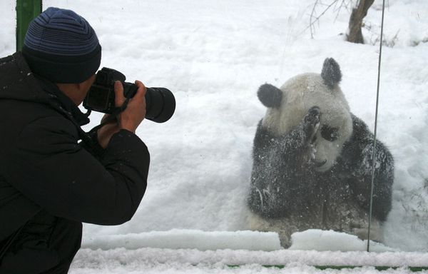 sem12janb-Z10-Panda-Chine-zoo.jpg