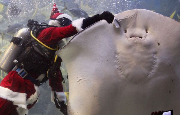 sem11decb-Z23-Pere-Noel-aquatique-parc-sous-marin-Malaisie.jpg