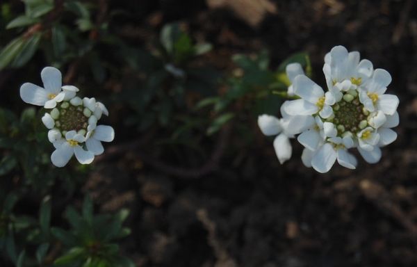 iberis sempervirens DSC 0480