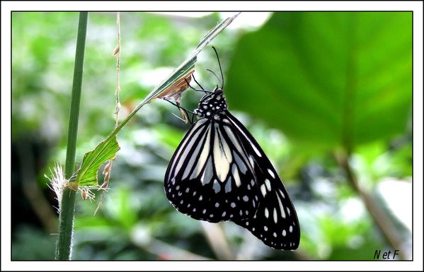 papillon-1.jpg