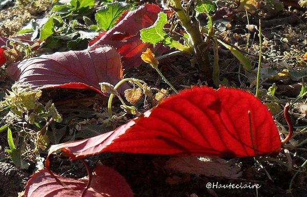 feuille-rouge2.jpg