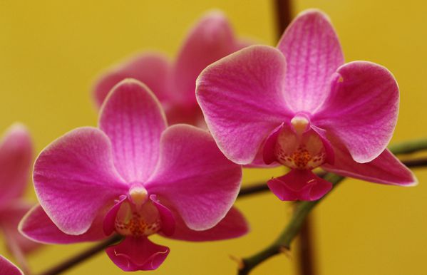 Orchidee002.jpg