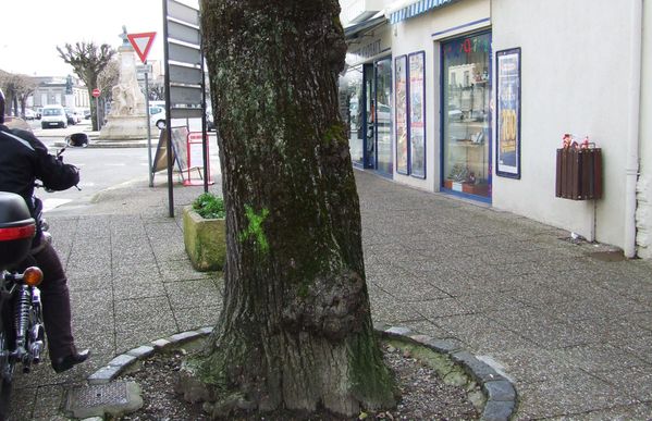 20100202 arbre-malade-bd-lair-1