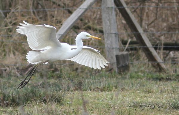 photos9 2184 2 grande aigrette Misery 91