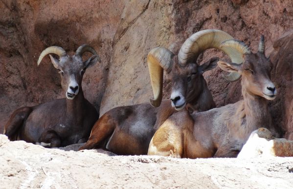 Tucson Sonoran Desert Museum bighorns b