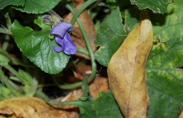 violette de novembre DSC 1356