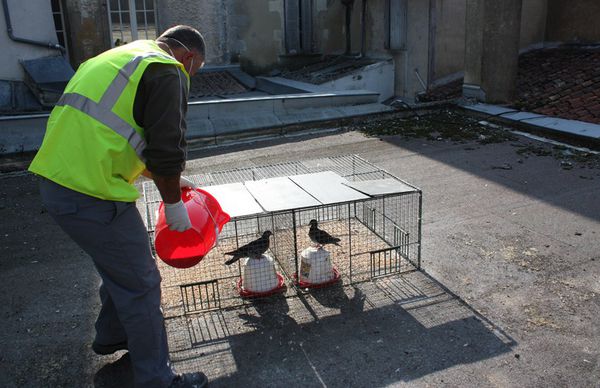 20101015 capture pigeons 7147