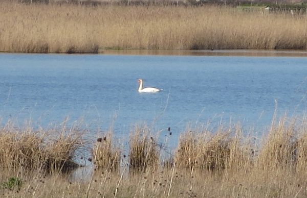 port-de-vitrezay-le-8-03-2014-032.JPG