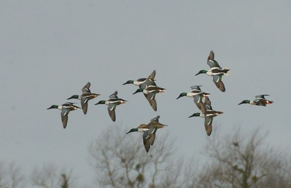 Canard souchet -11