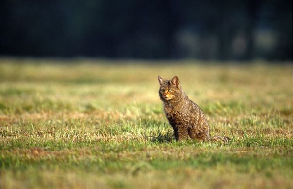 chatsauvage-2.jpg