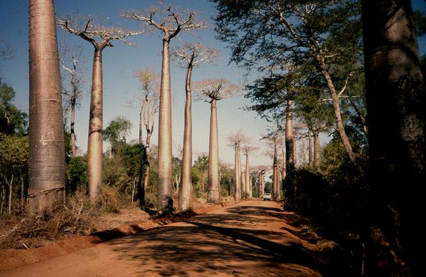 MAD JML Morondava1985 11R