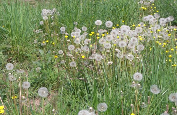 herbe