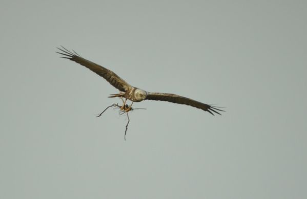 DSC_0812.JPG