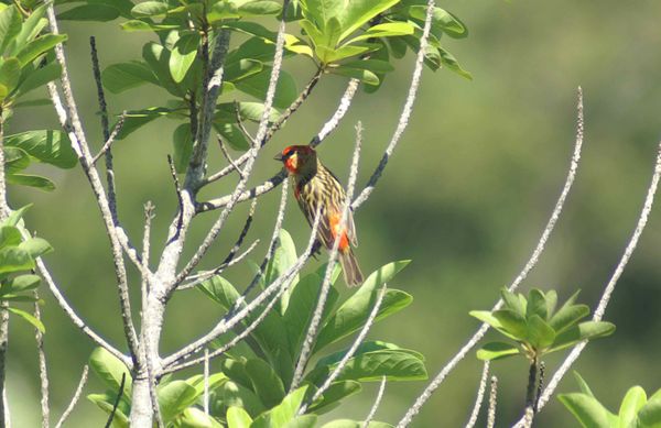 cardinal2.jpg
