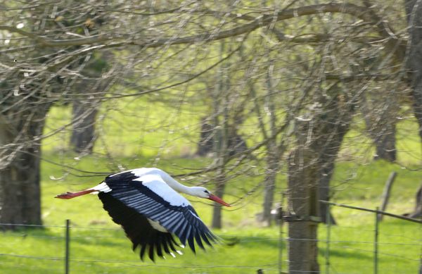 Cigogne envol