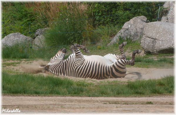 zebre-de-hartmann-2.jpg