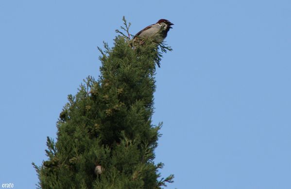 20mai2011-athena-oiseau-024-a-copie-1.jpg