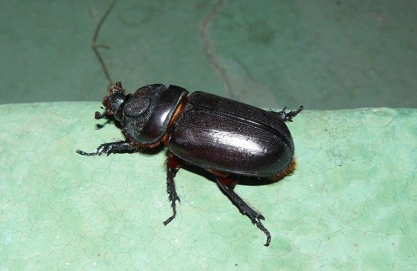 P-scarabee2