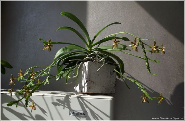 Phalaenopsis cornu-cervi